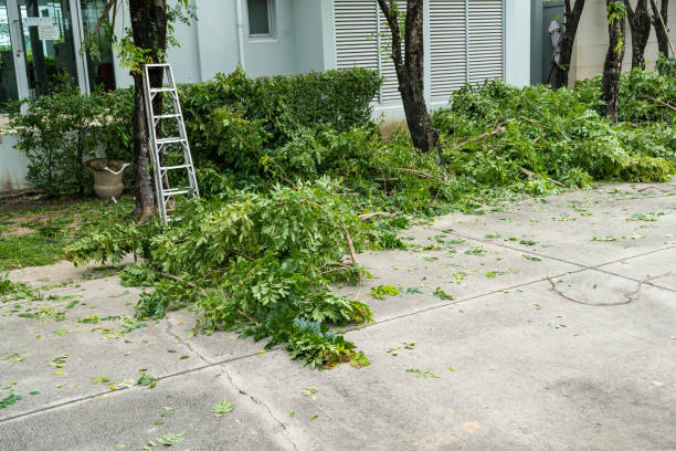 Best Tree Removal  in Columbus, IN