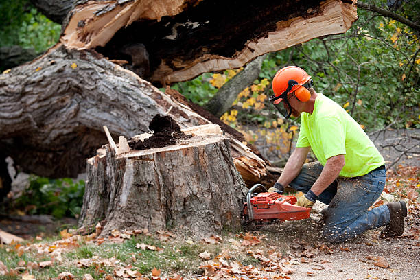 Best Arborist Consultation Services  in Columbus, IN