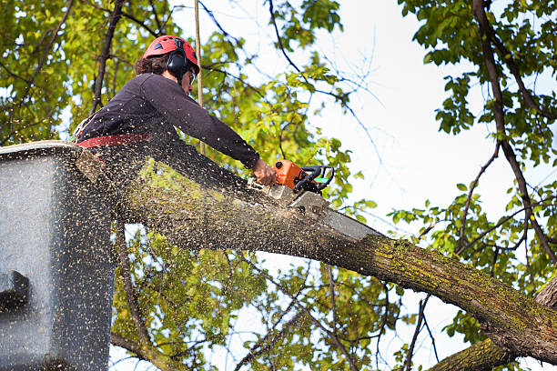 Best Seasonal Cleanup (Spring/Fall)  in Columbus, IN