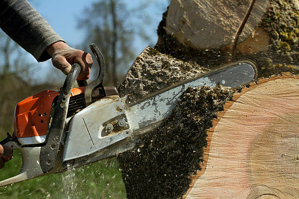 Best Lawn Renovation and Restoration  in Columbus, IN