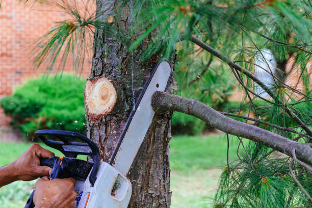 Best Lawn Mowing  in Columbus, IN